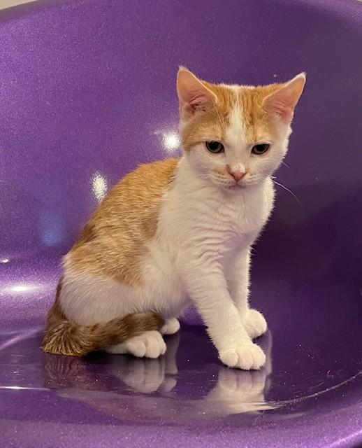 Cotton (LE), a Adoptable Domestic Short Hair in Little Falls, NJ image 4/4