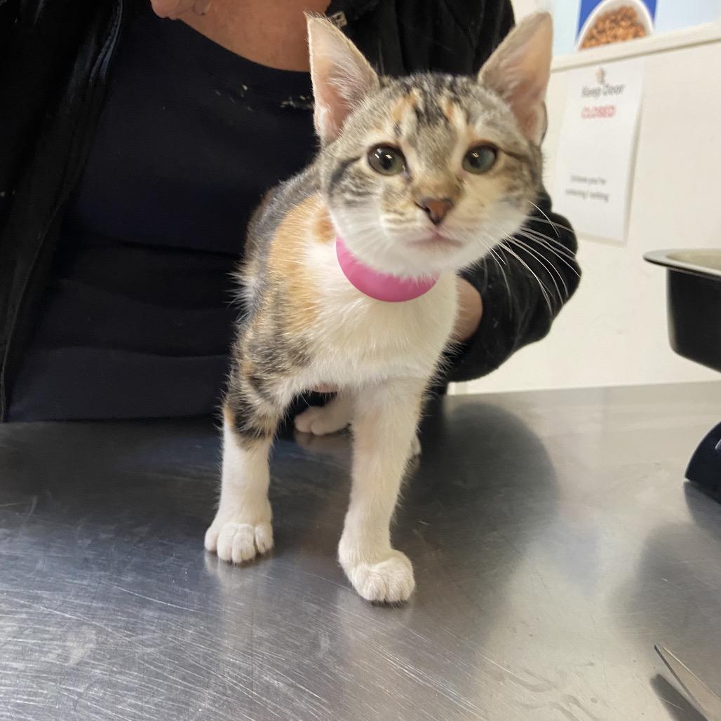 Nia, Adoptable, Kitten Female Domestic Short Hair.