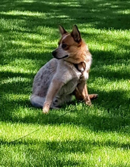 Keegan, a Adoptable Australian Cattle Dog / Blue Heeler in Bay City, MI image 1/3