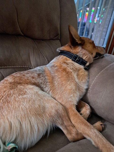 Keegan, a Adoptable Australian Cattle Dog / Blue Heeler in Bay City, MI image 2/3