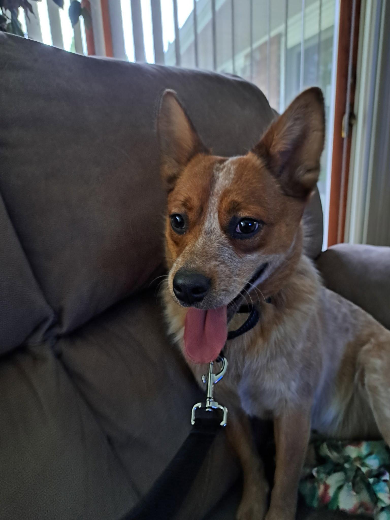 Keegan, a Adoptable Australian Cattle Dog / Blue Heeler in Bay City, MI image 3/3
