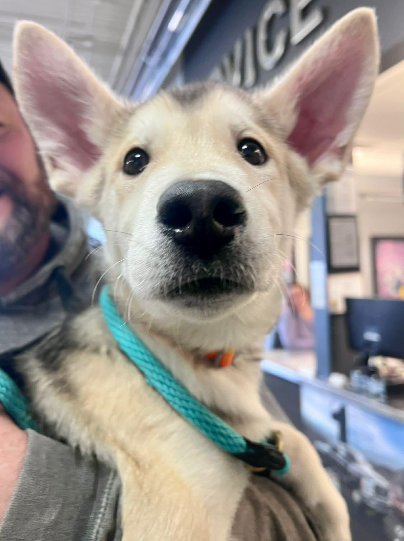 Enlarge Dutton, a ADOPTABLE mixed breed in Edmonton, AB image 2/6