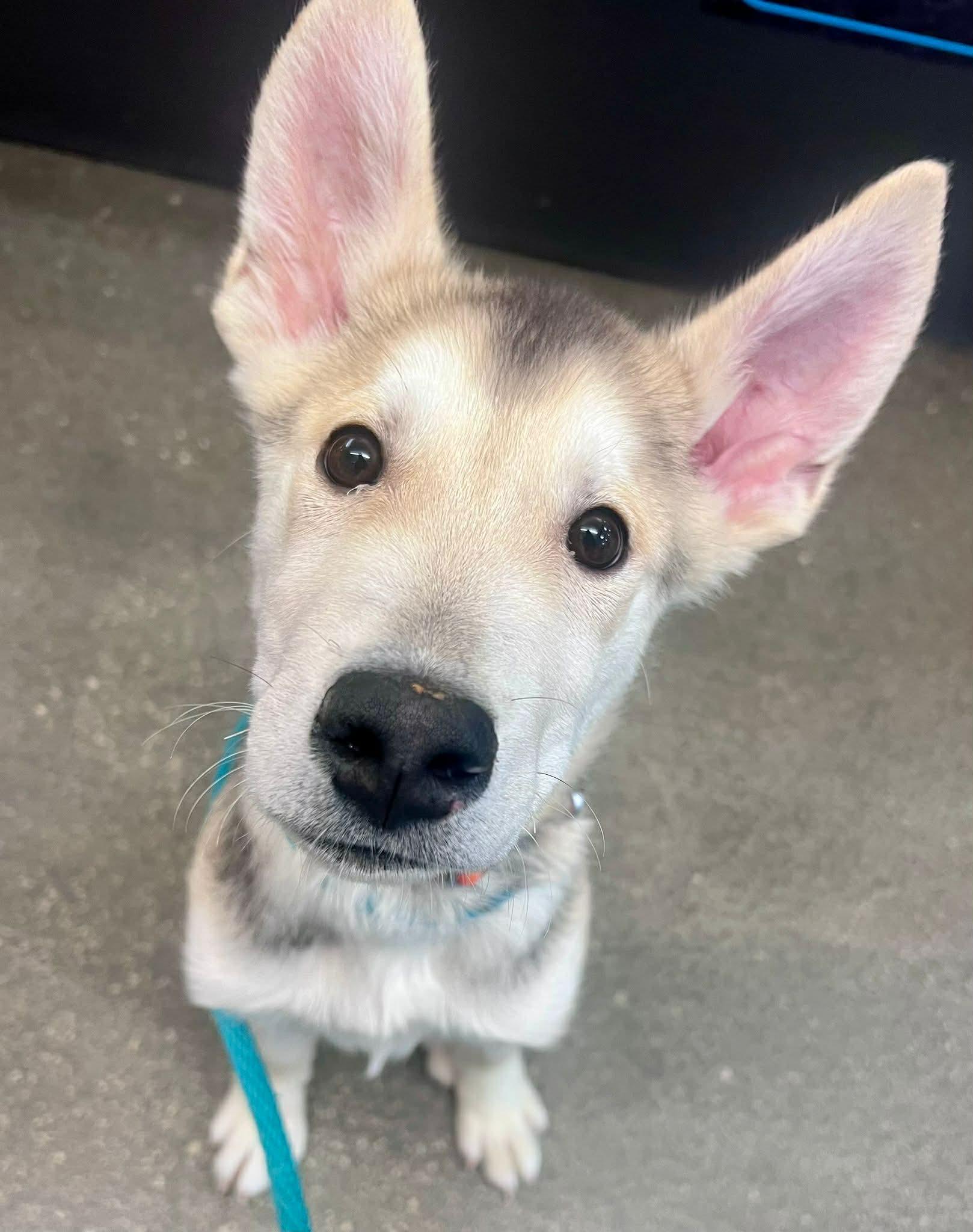 Enlarge Dutton, a ADOPTABLE mixed breed in Edmonton, AB image 4/6