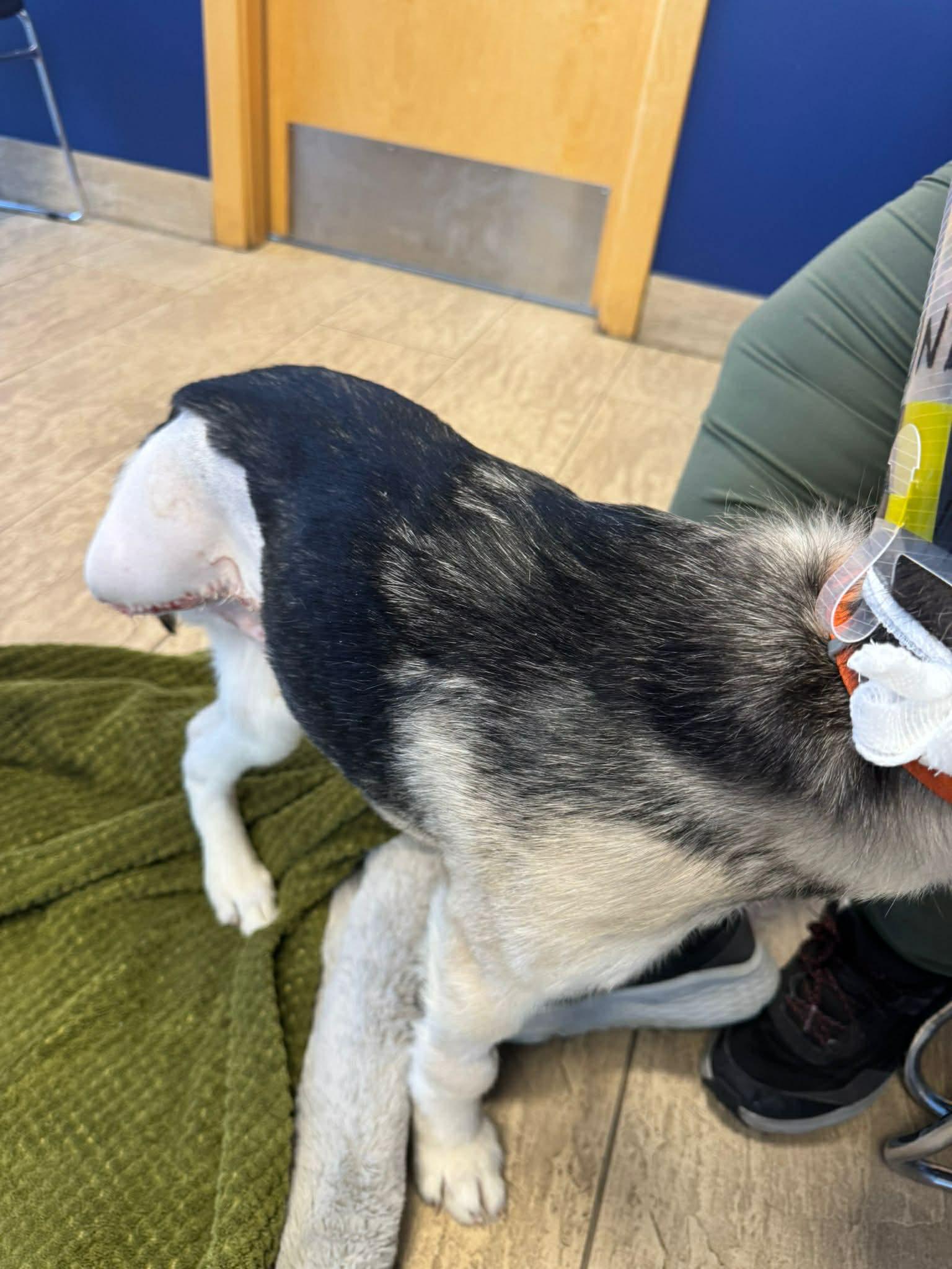 Enlarge Dutton, a ADOPTABLE mixed breed in Edmonton, AB image 5/6