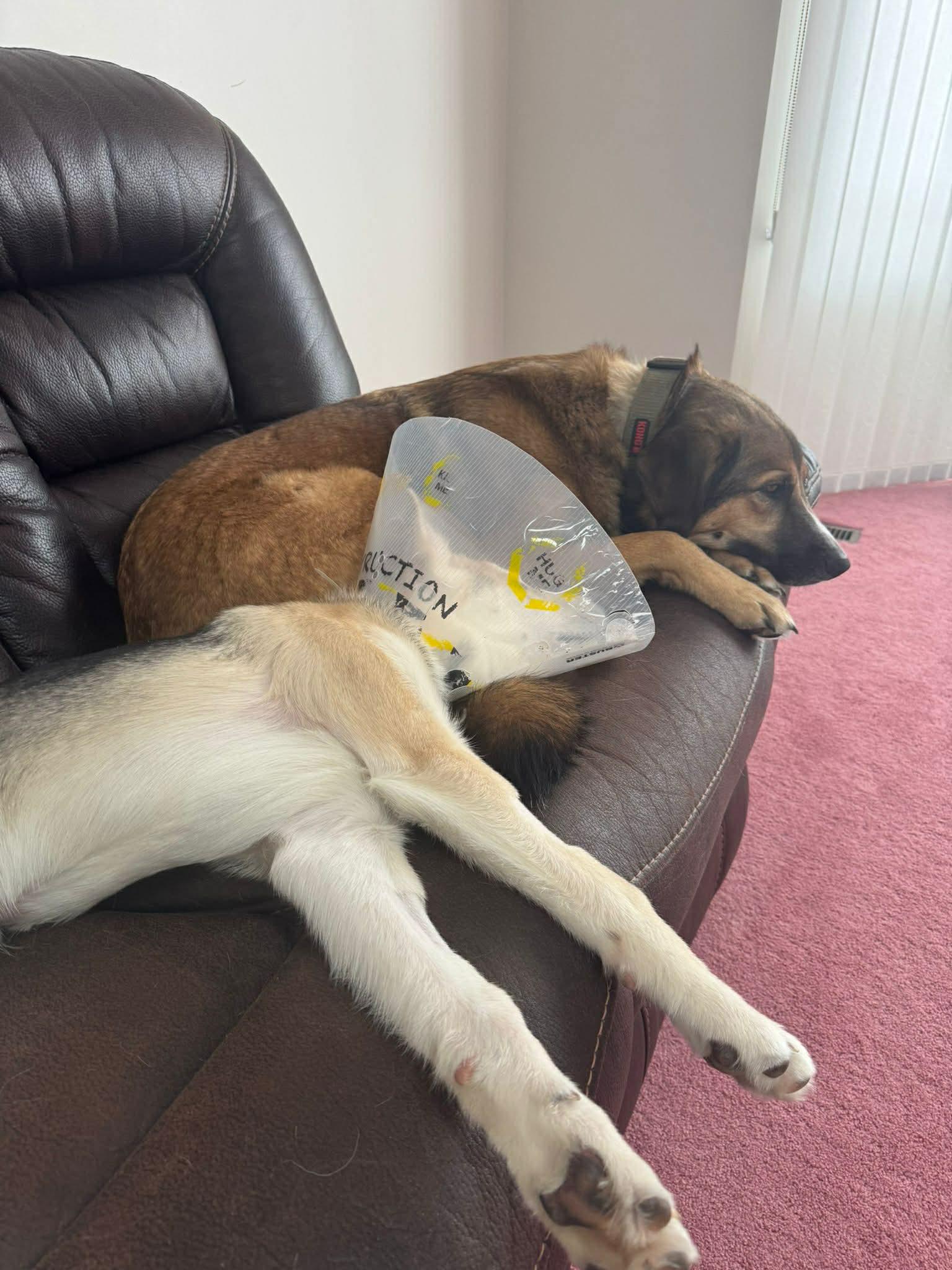 Enlarge Dutton, a ADOPTABLE mixed breed in Edmonton, AB image 3/6