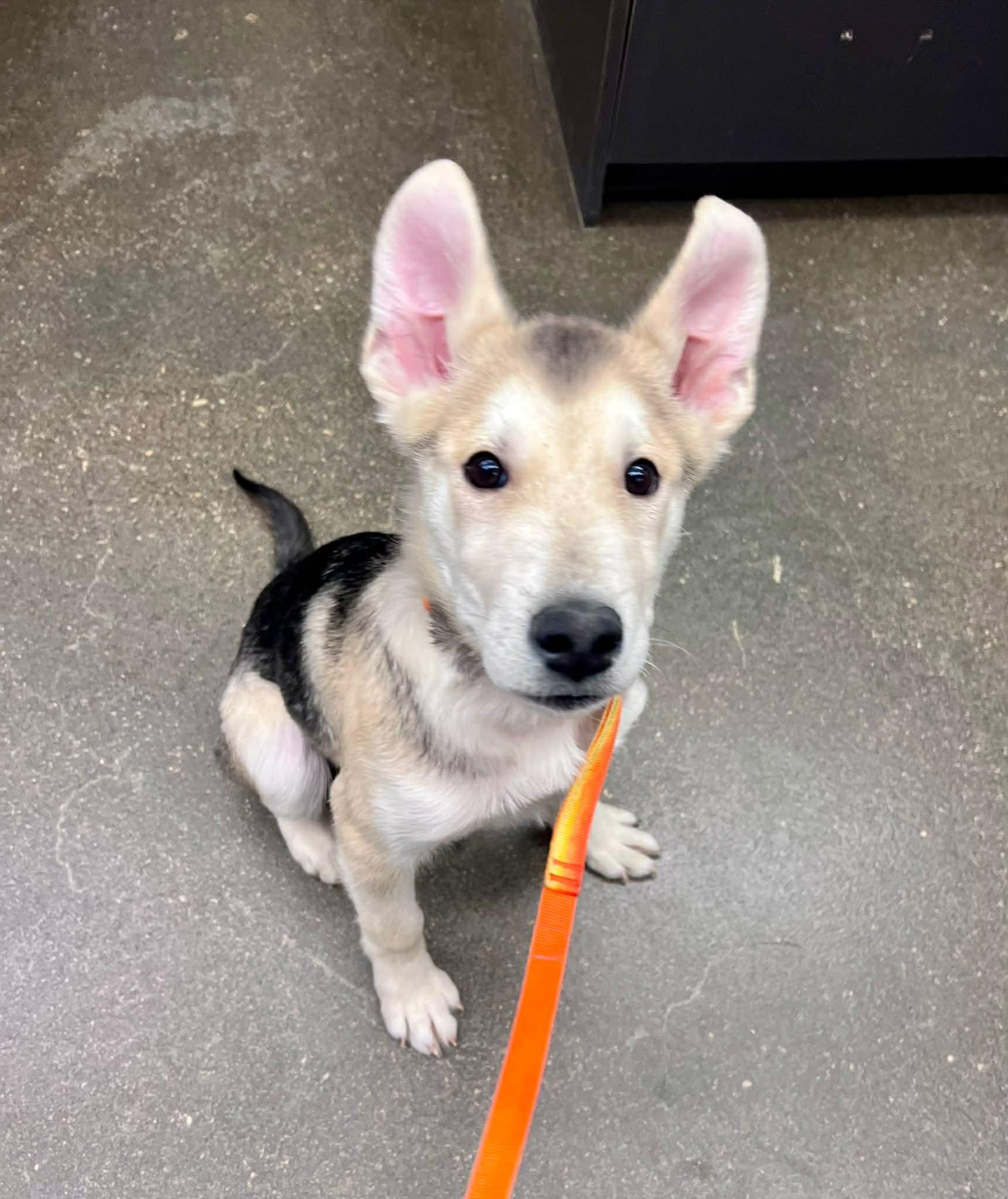 Dutton, ADOPTABLE, Young Male Husky.