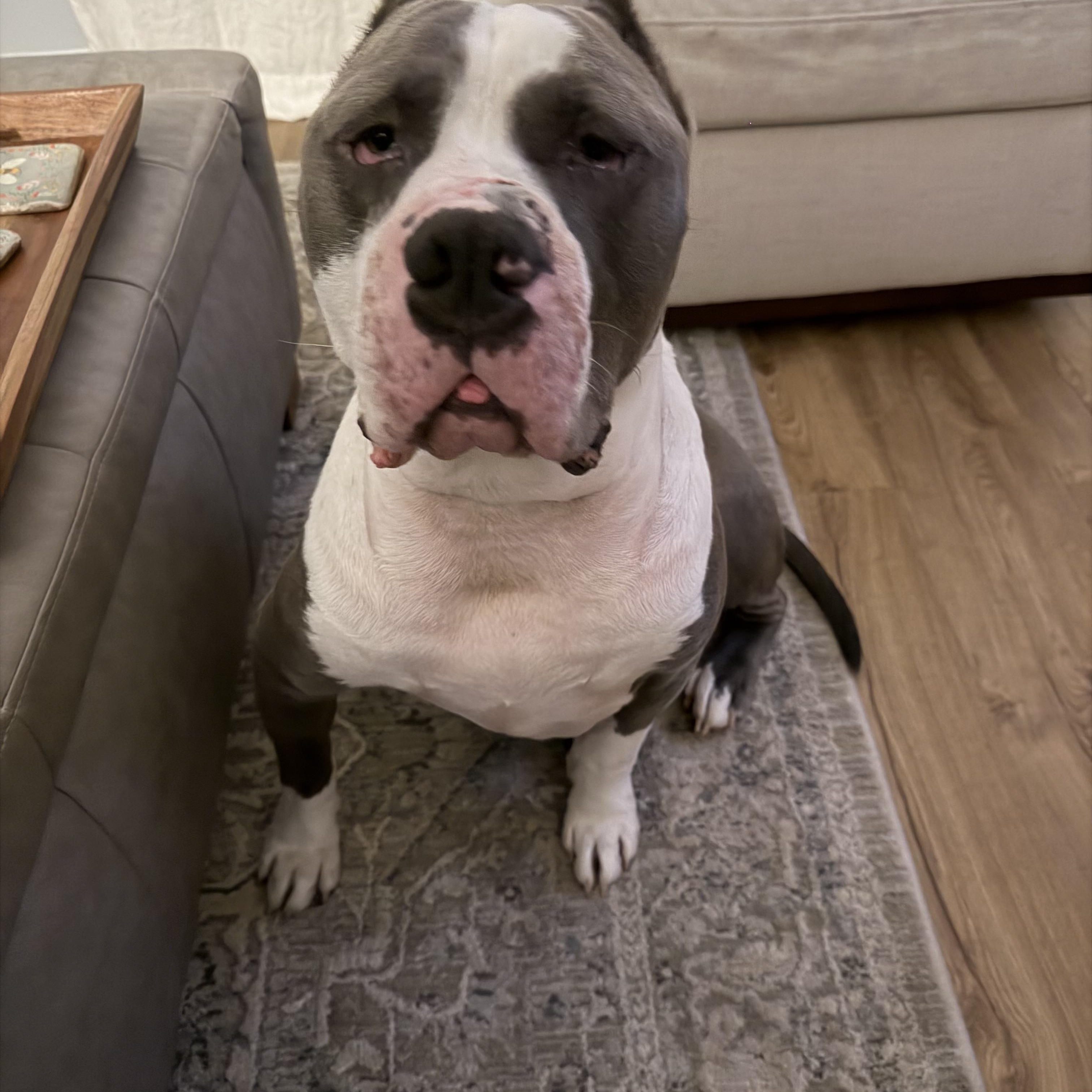 Enlarge Boss, a Adoptable American Bully in Cornelius, NC image 3/5