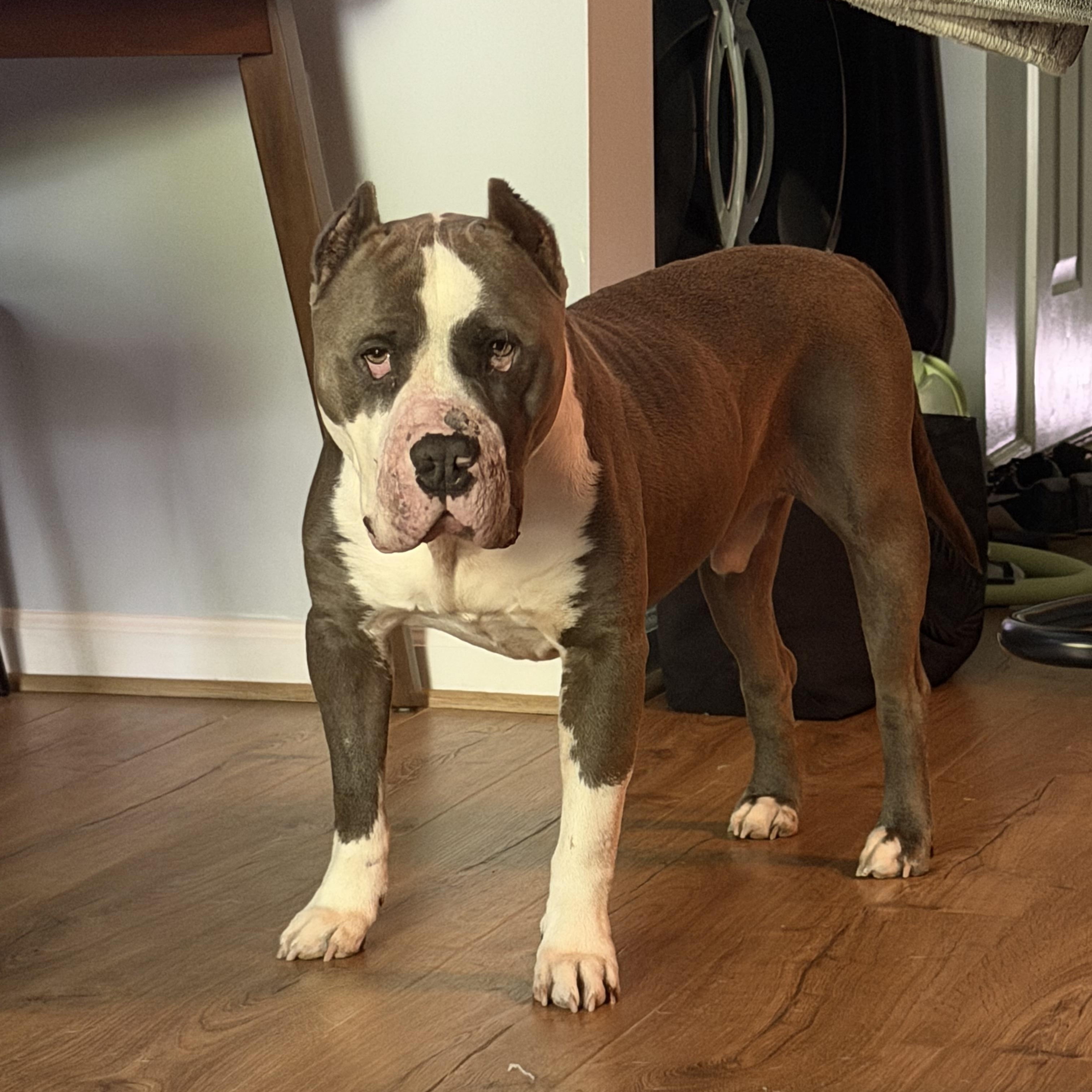 Boss, Adoptable, Adult Male American Bully.