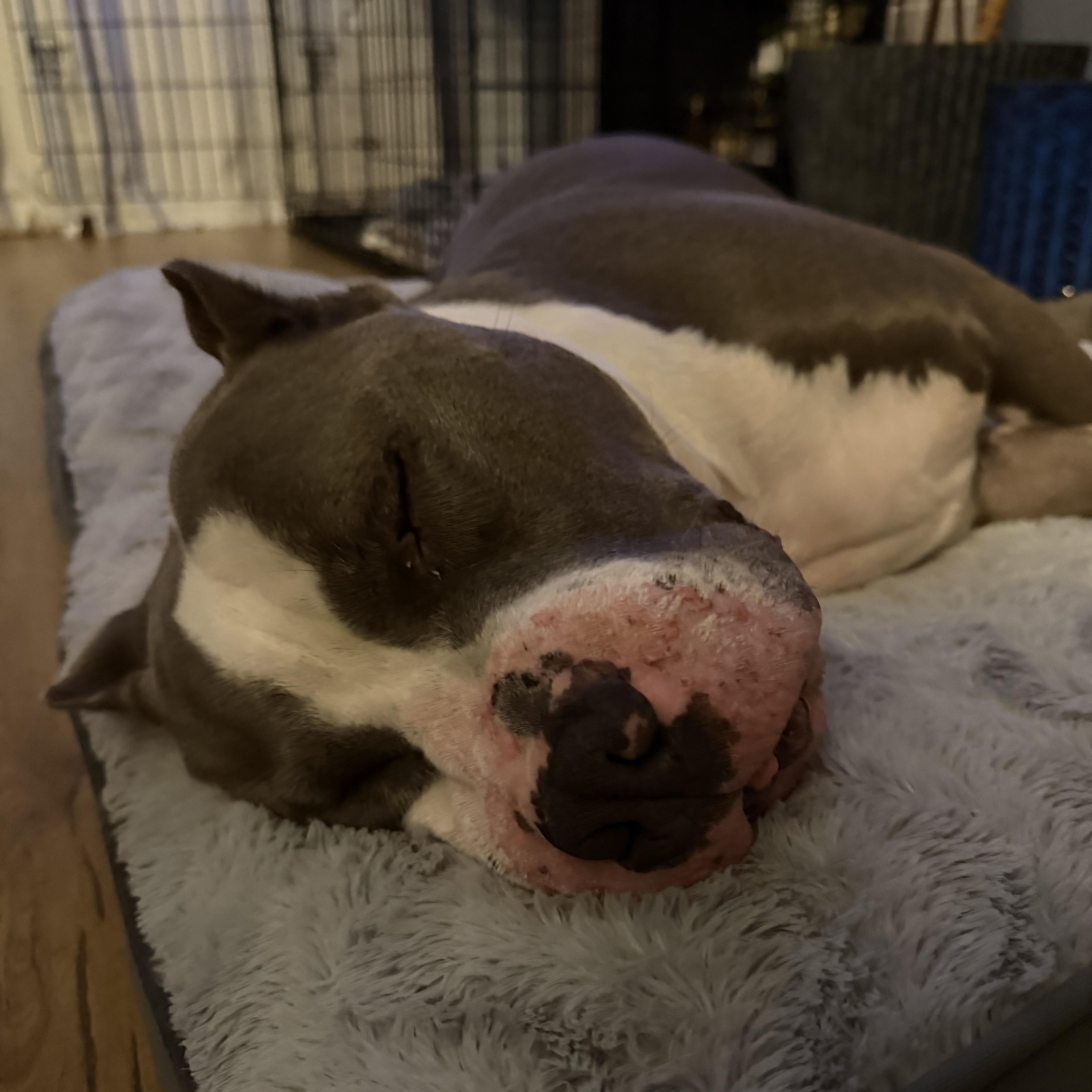 Enlarge Boss, a Adoptable American Bully in Cornelius, NC image 5/5