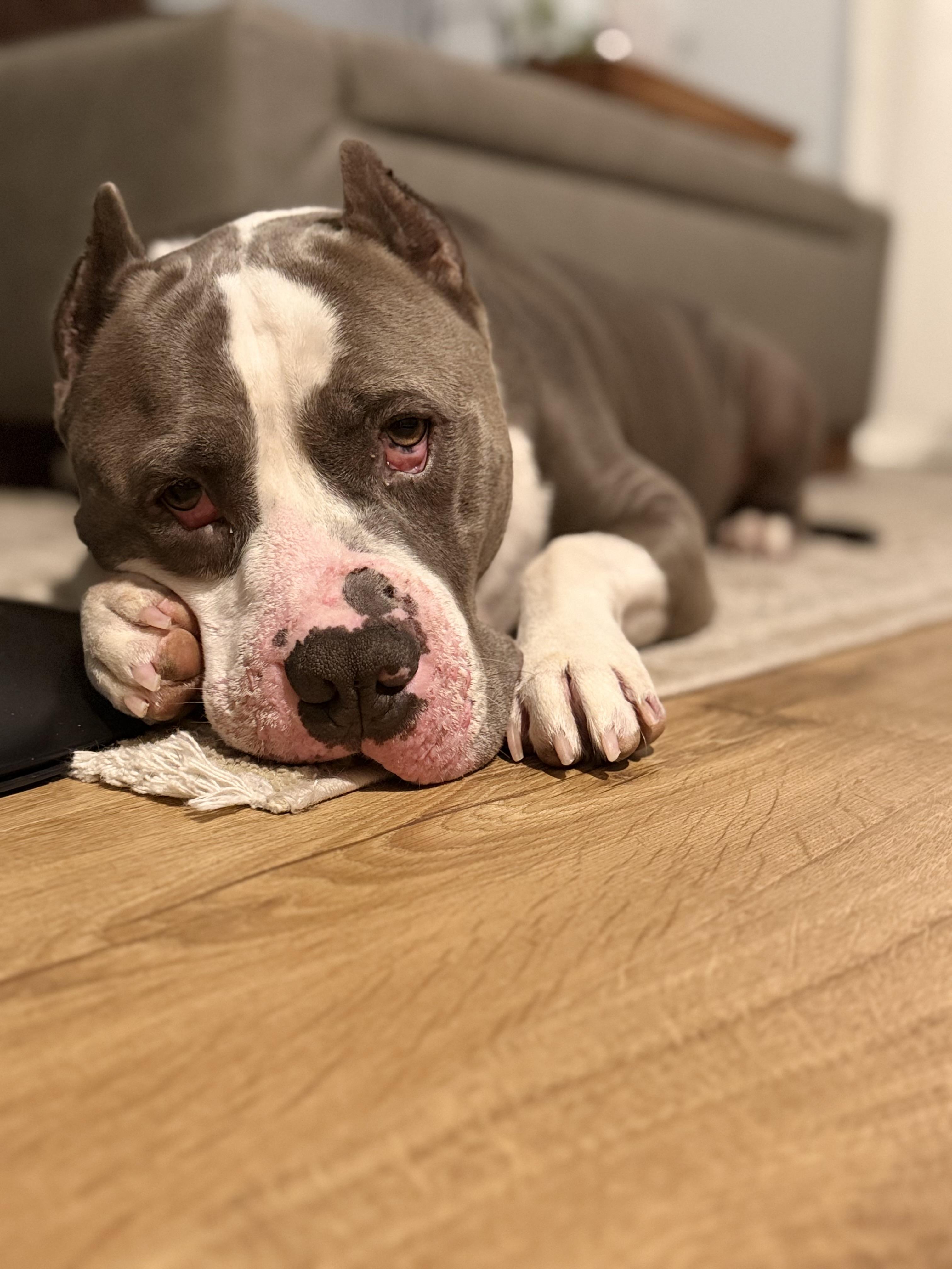 Enlarge Boss, a Adoptable American Bully in Cornelius, NC image 4/5