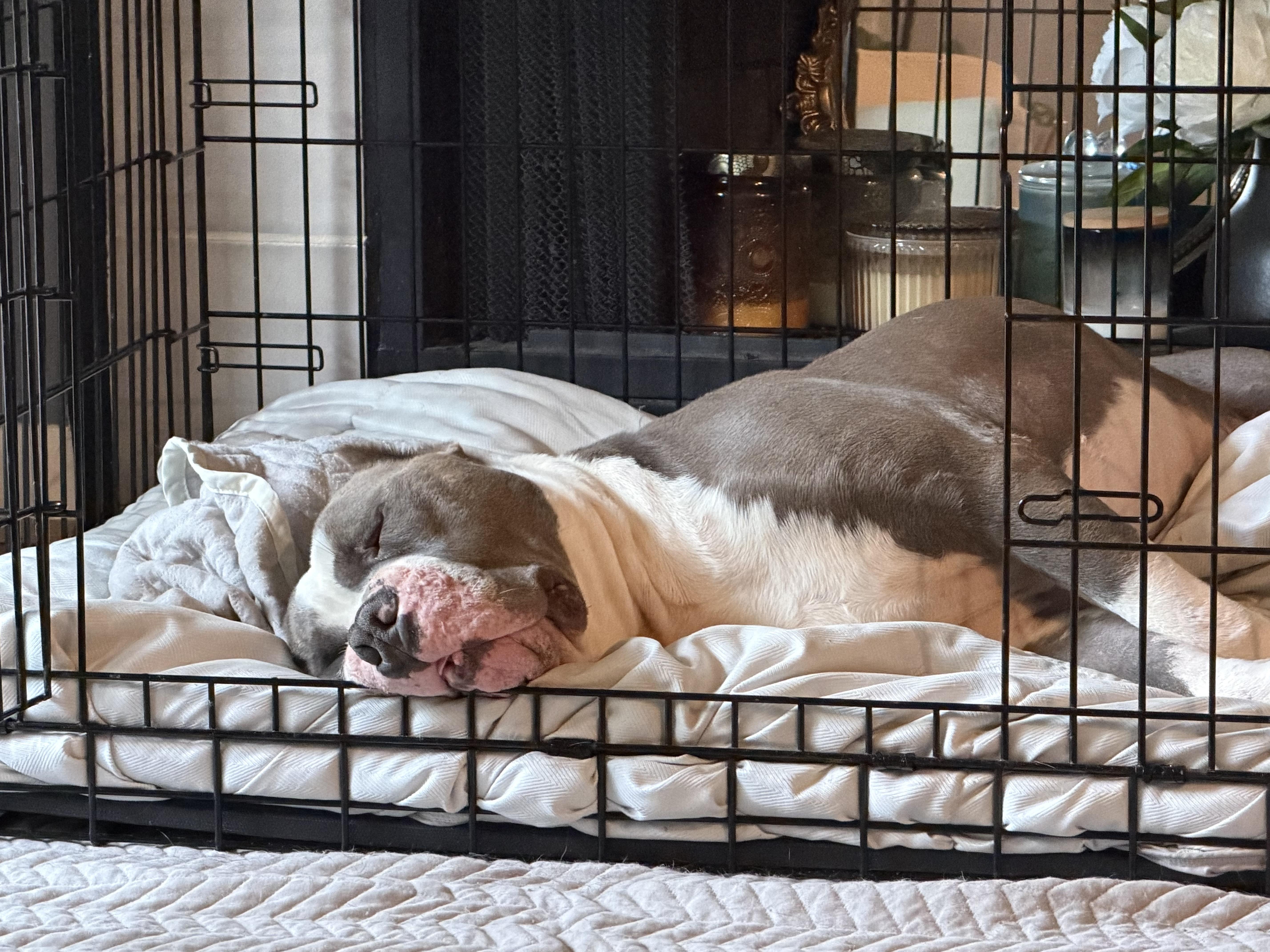 Enlarge Boss, a Adoptable American Bully in Cornelius, NC image 2/5