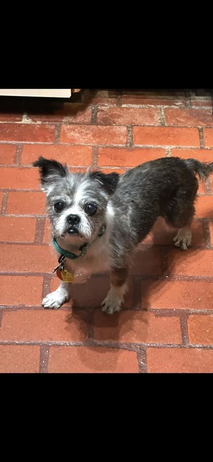 Cinnamon, Adoptable, Senior Female Shih Tzu & Mixed Breed.