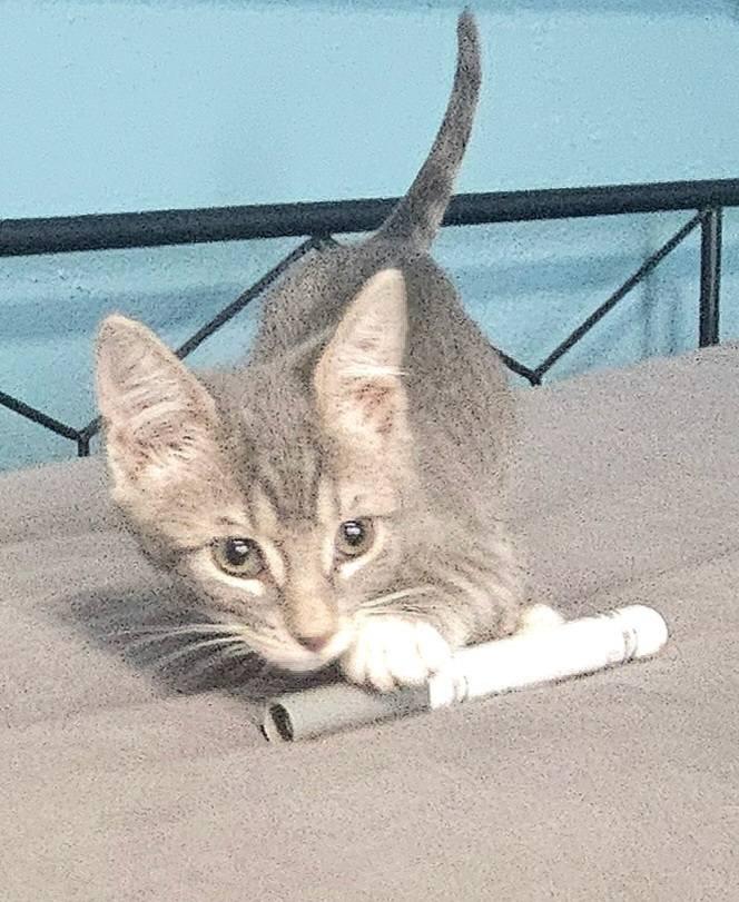 Yoshi, Adoptable, Kitten Male Domestic Short Hair.