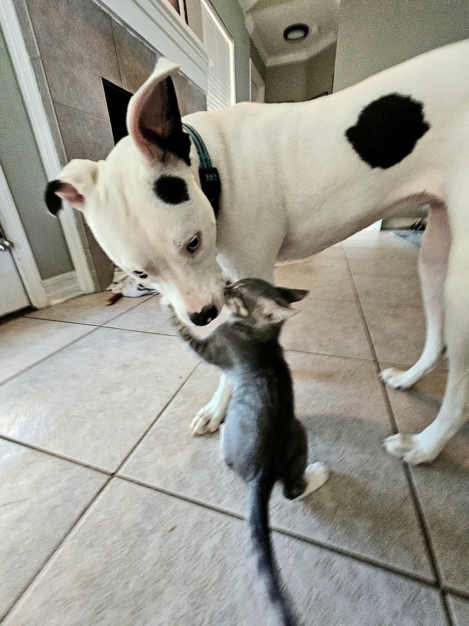 Enlarge Yoshi, an adopted Domestic Short Hair in LaPlace, LA image 2/5