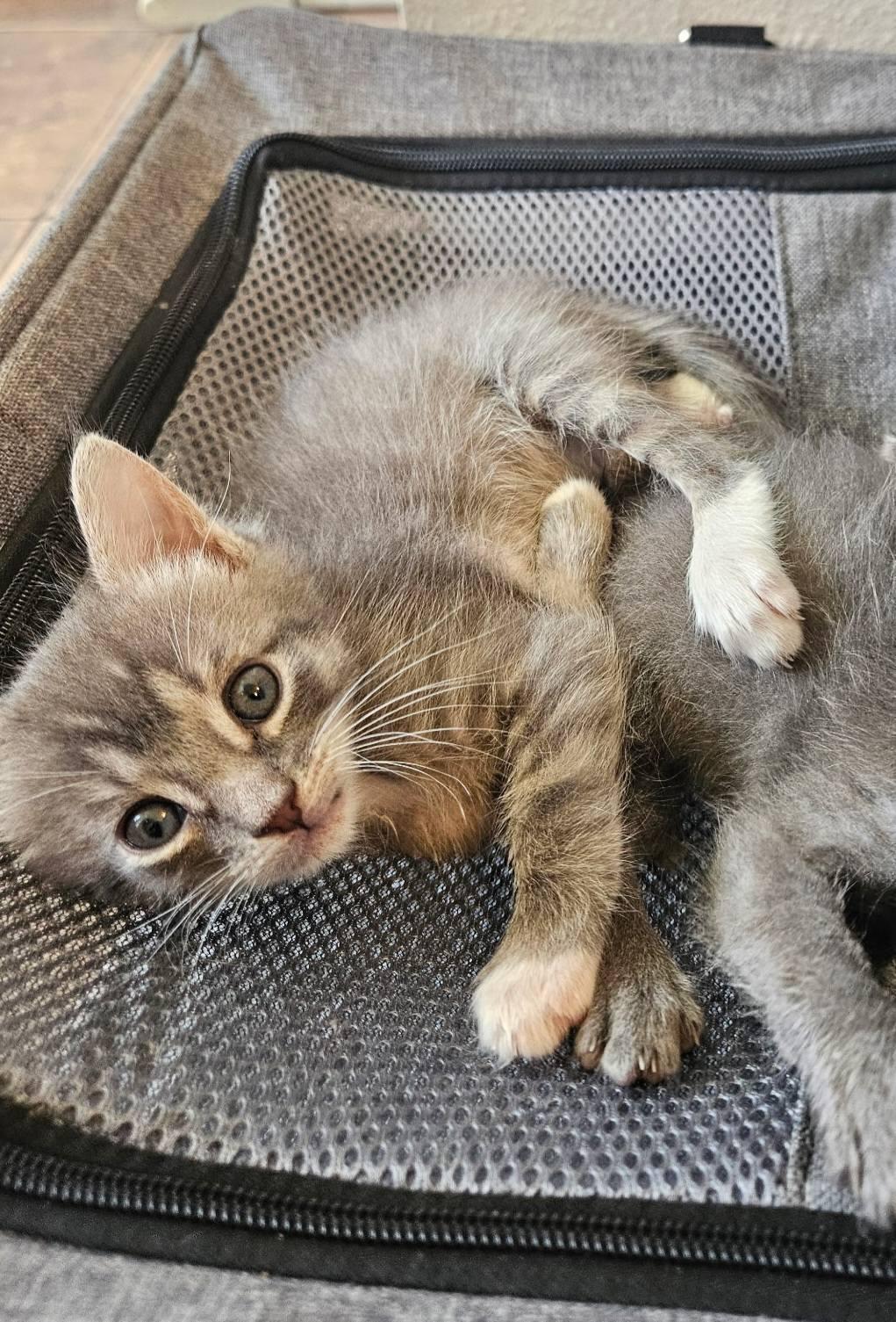 Enlarge Yoshi, an adopted Domestic Short Hair in LaPlace, LA image 3/5