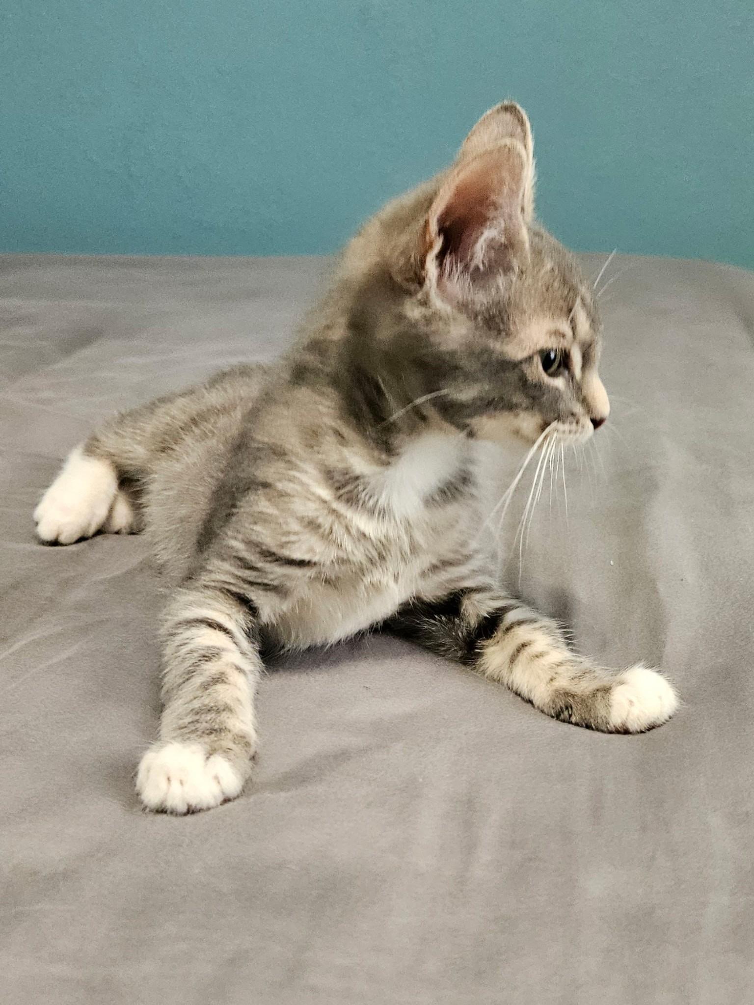 Enlarge Yoshi, an adopted Domestic Short Hair in LaPlace, LA image 4/5