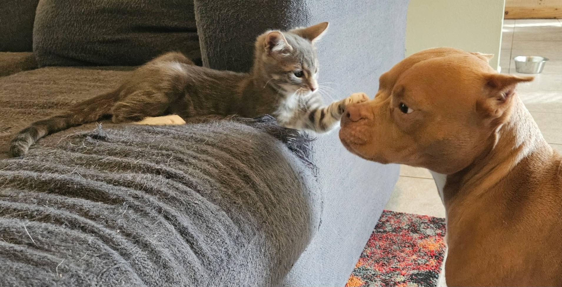 Enlarge Yoshi, an adopted Domestic Short Hair in LaPlace, LA image 5/5