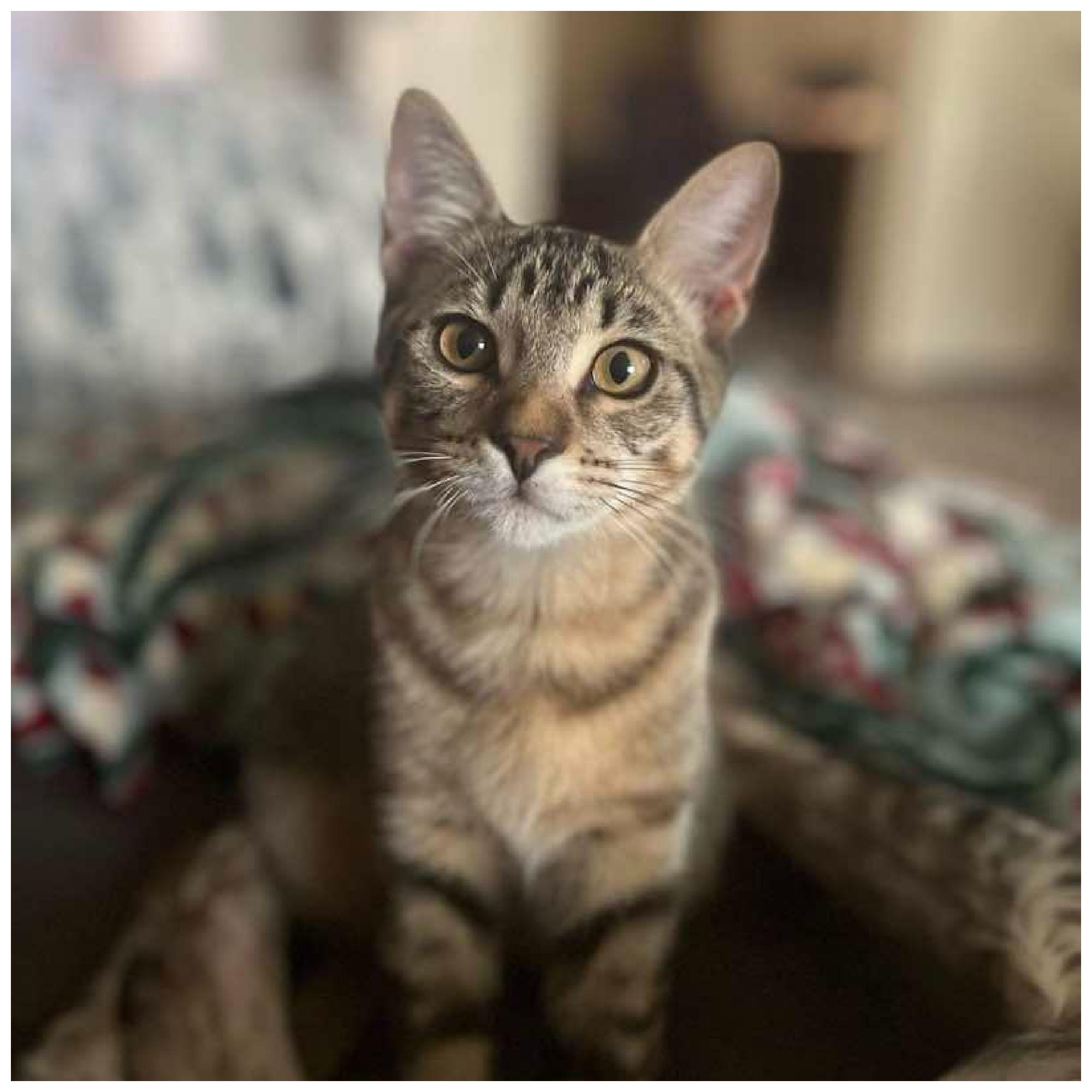 Enlarge Phoenix (Brother of Xander), a Adoptable Tabby in Houston, TX image 2/6