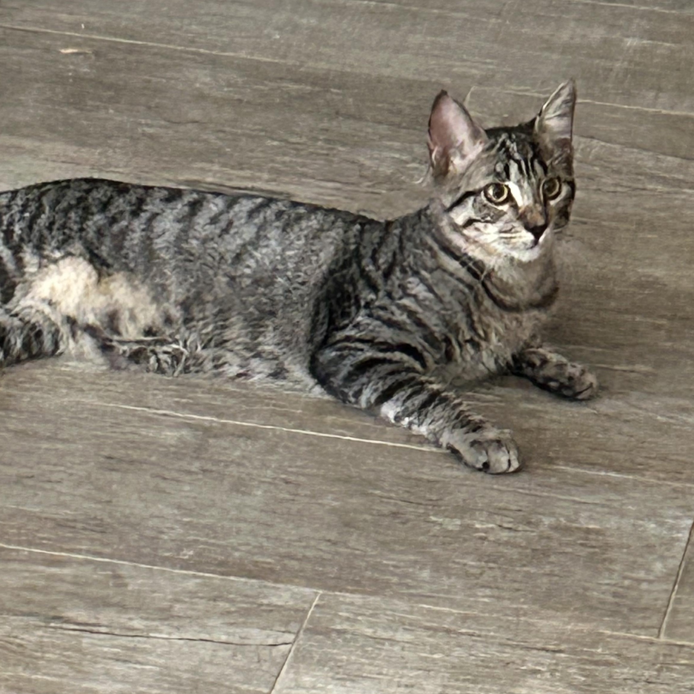 Enlarge Phoenix (Brother of Xander), a Adoptable Tabby in Houston, TX image 3/6