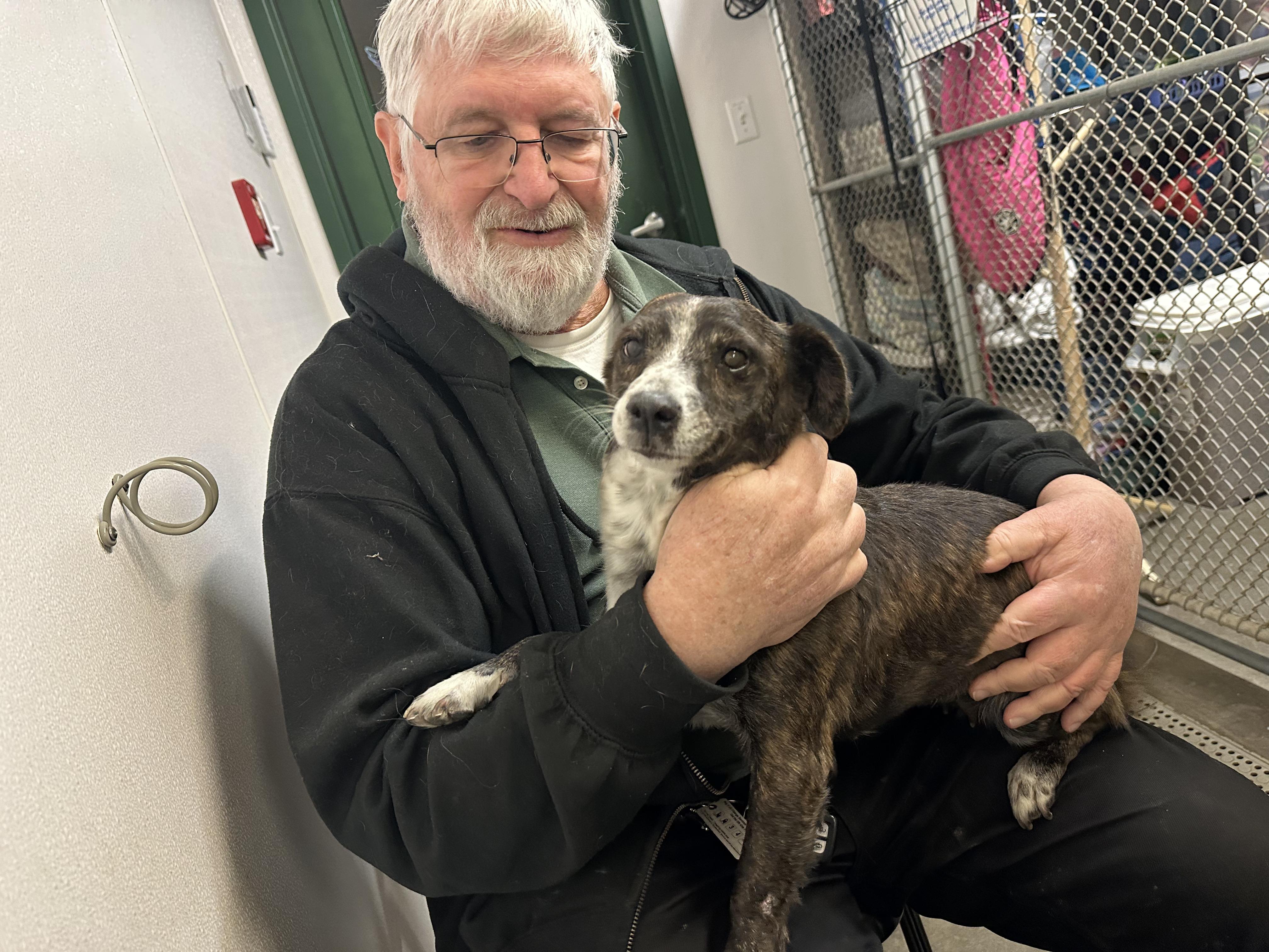 Bee, an adopted mixed breed in Milford, NH image 6/6