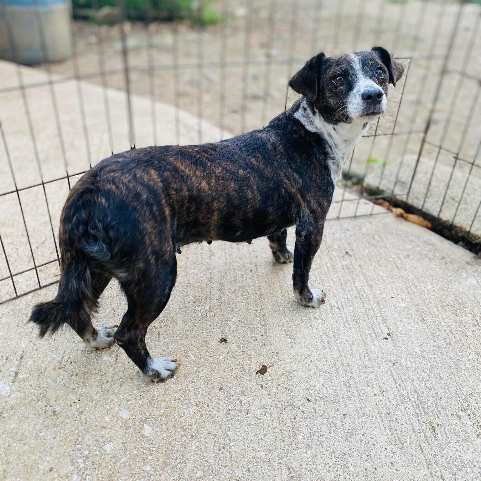 Bee, an adopted mixed breed in Milford, NH image 4/6