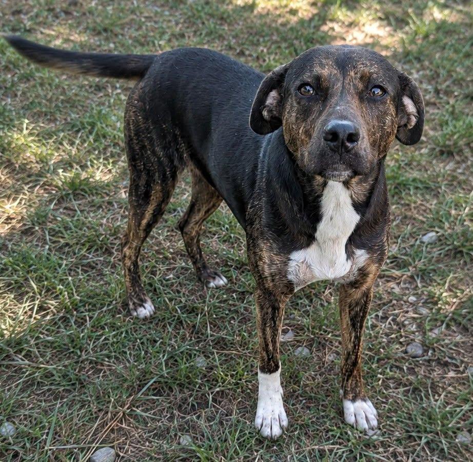 Mable, ADOPTABLE, Adult Female Plott Hound.