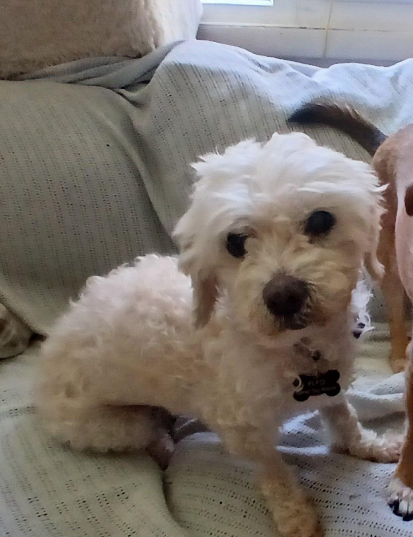 Trudy, a ADOPTABLE mixed breed in Baldwin, MD image 2/3