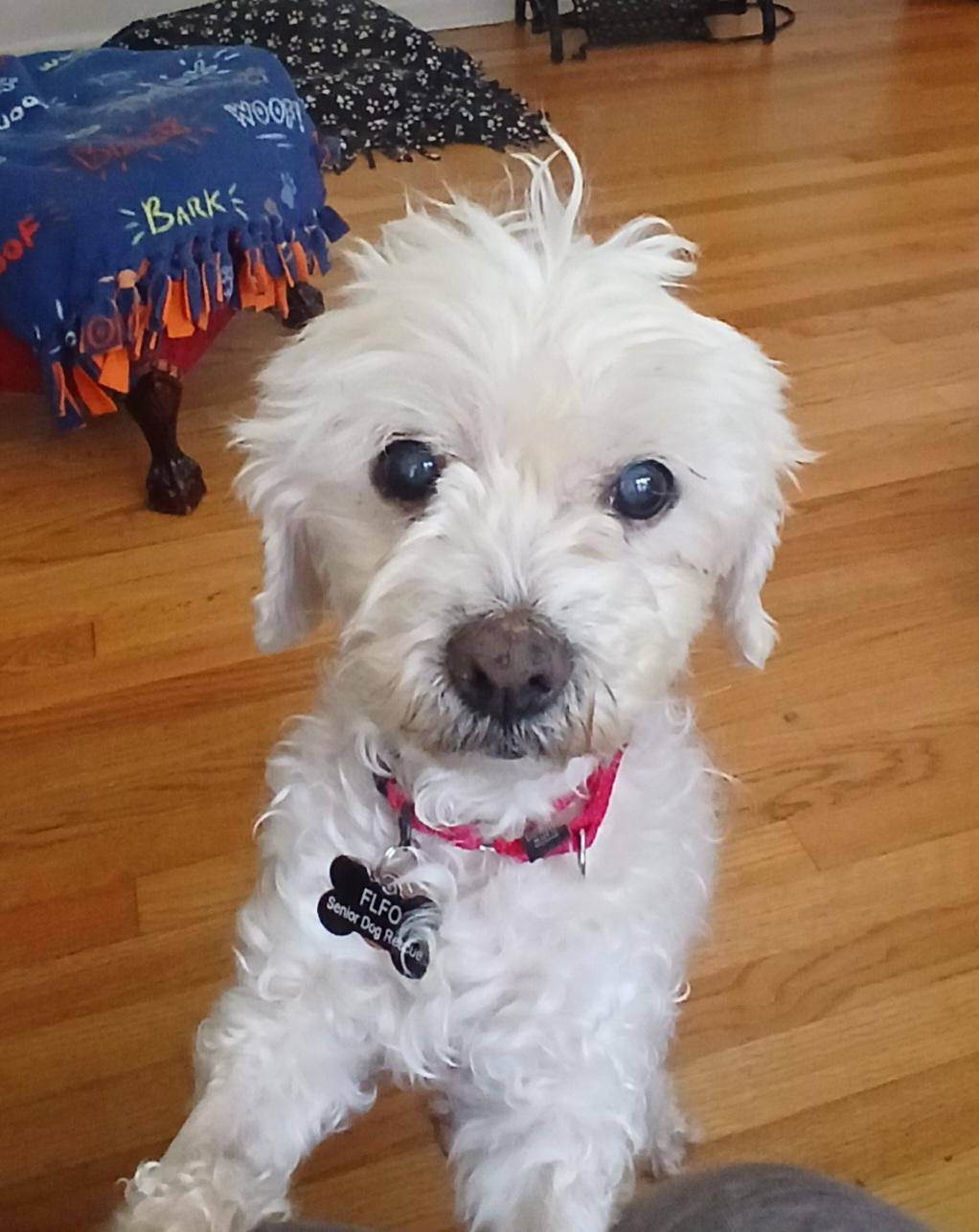 Trudy, ADOPTABLE, Senior Female Lhasa Apso & Poodle.