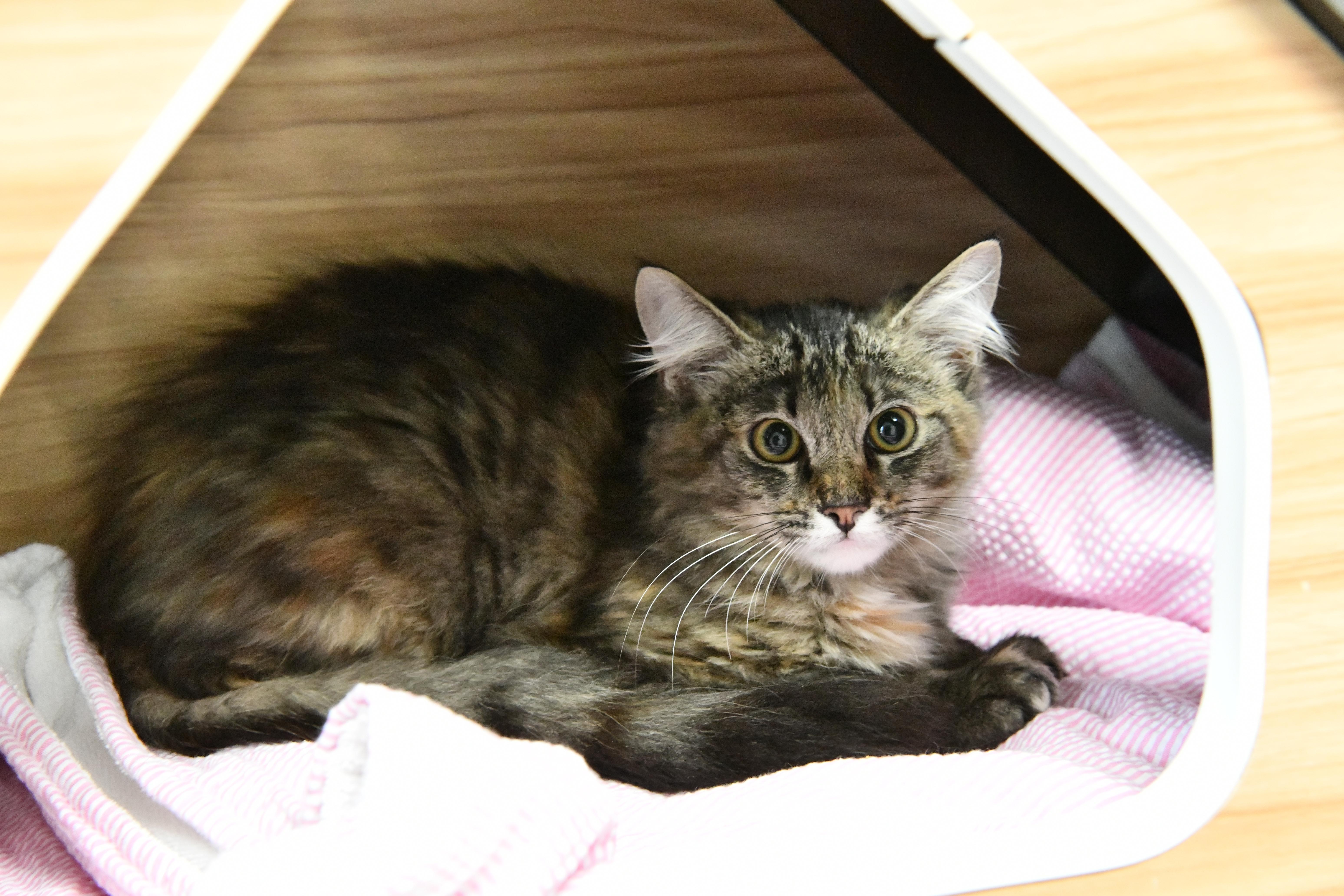 Enlarge Delphi, an adopted Domestic Medium Hair in Fairhope, AL image 1/2