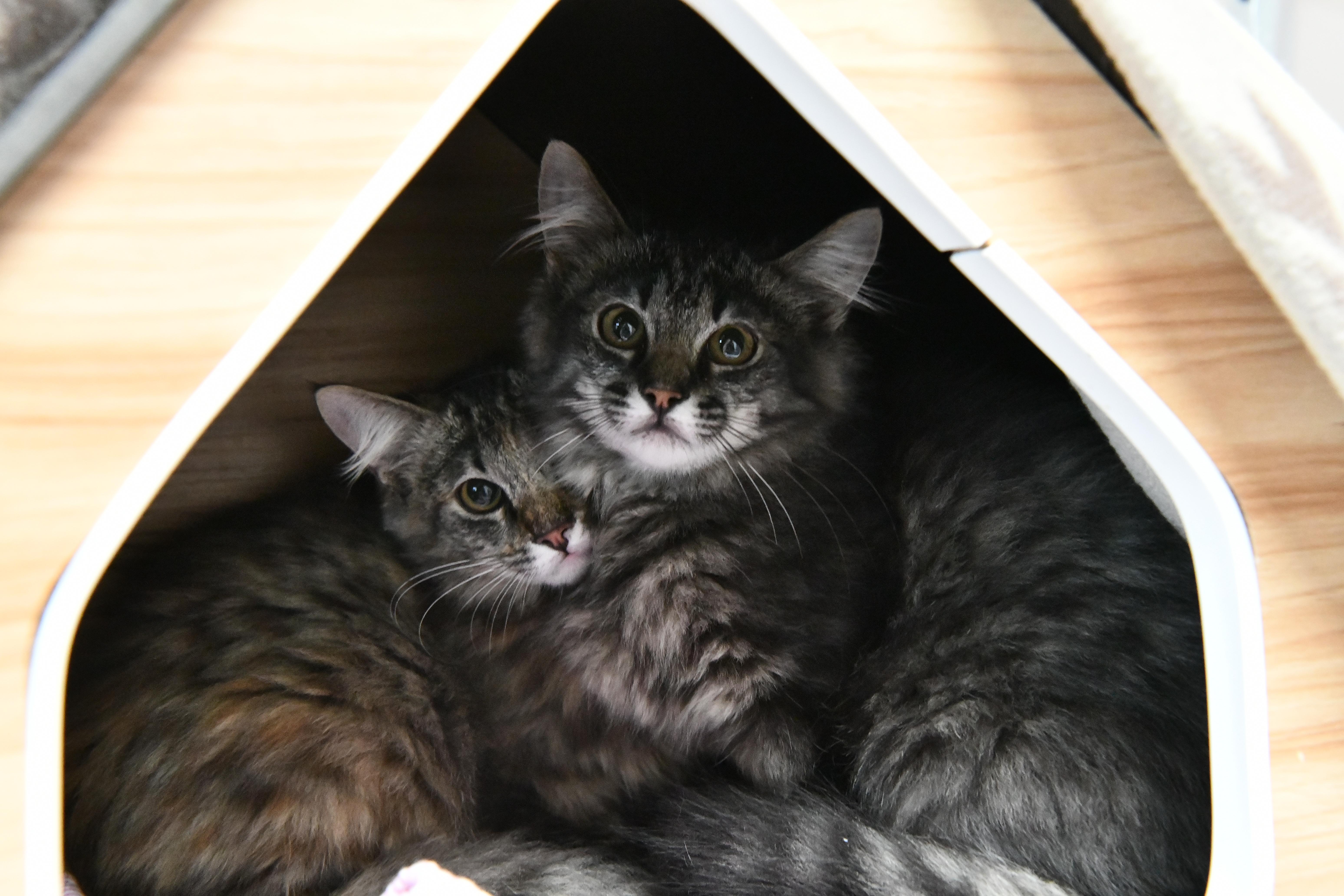 Enlarge Delphi, an adopted Domestic Medium Hair in Fairhope, AL image 2/2