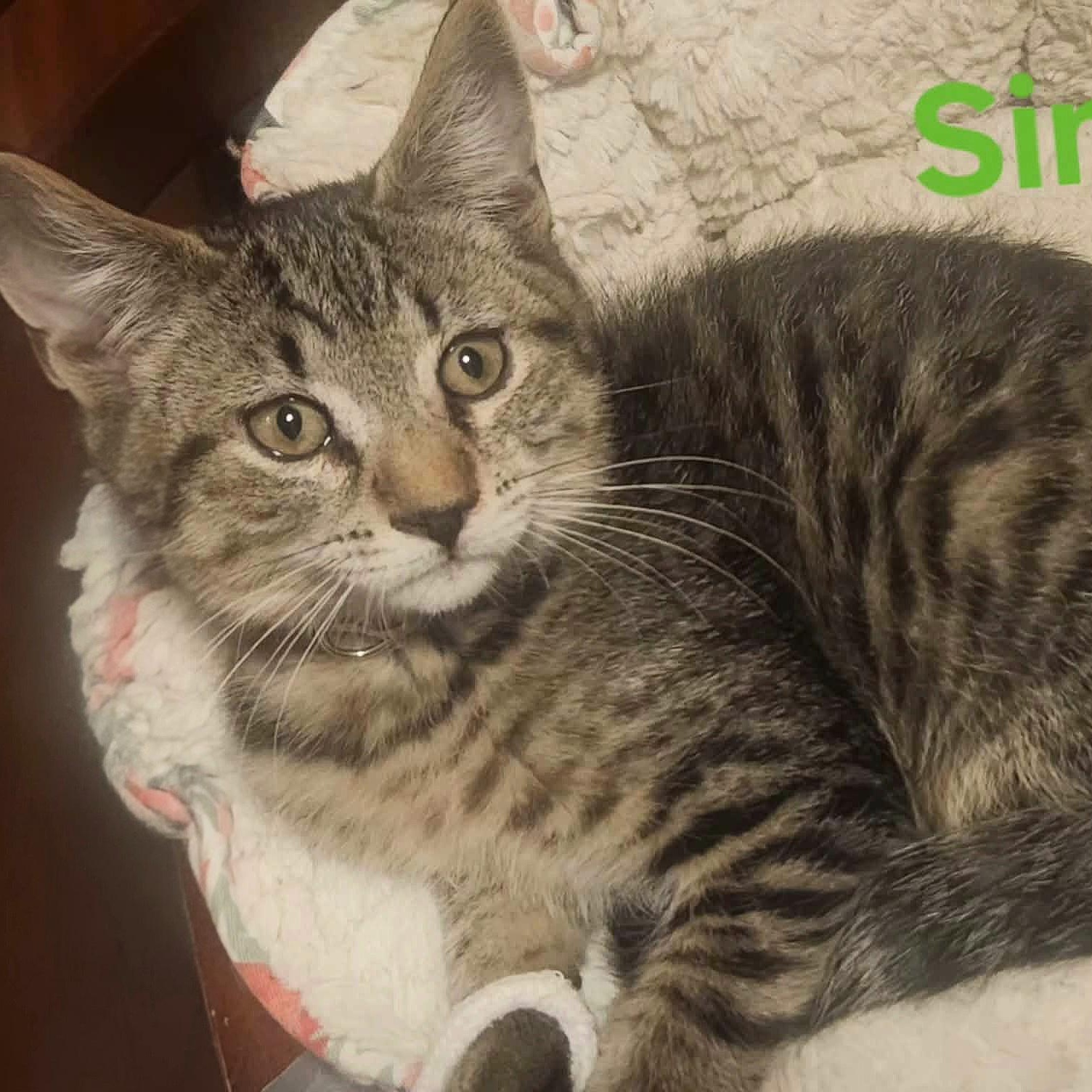 Simon, ADOPTABLE, Kitten Male Domestic Short Hair.