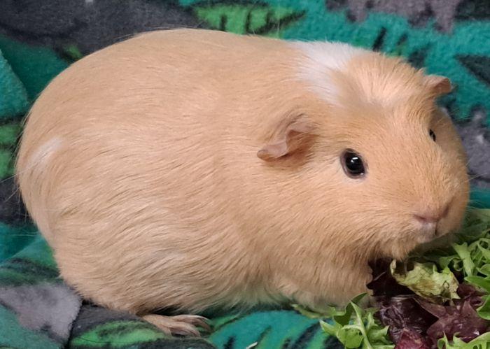 Sparkle, a ADOPTABLE Guinea Pig in Gary, IN image 3/3