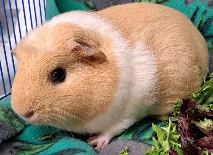 Sparkle, a ADOPTABLE Guinea Pig in Gary, IN image 2/3