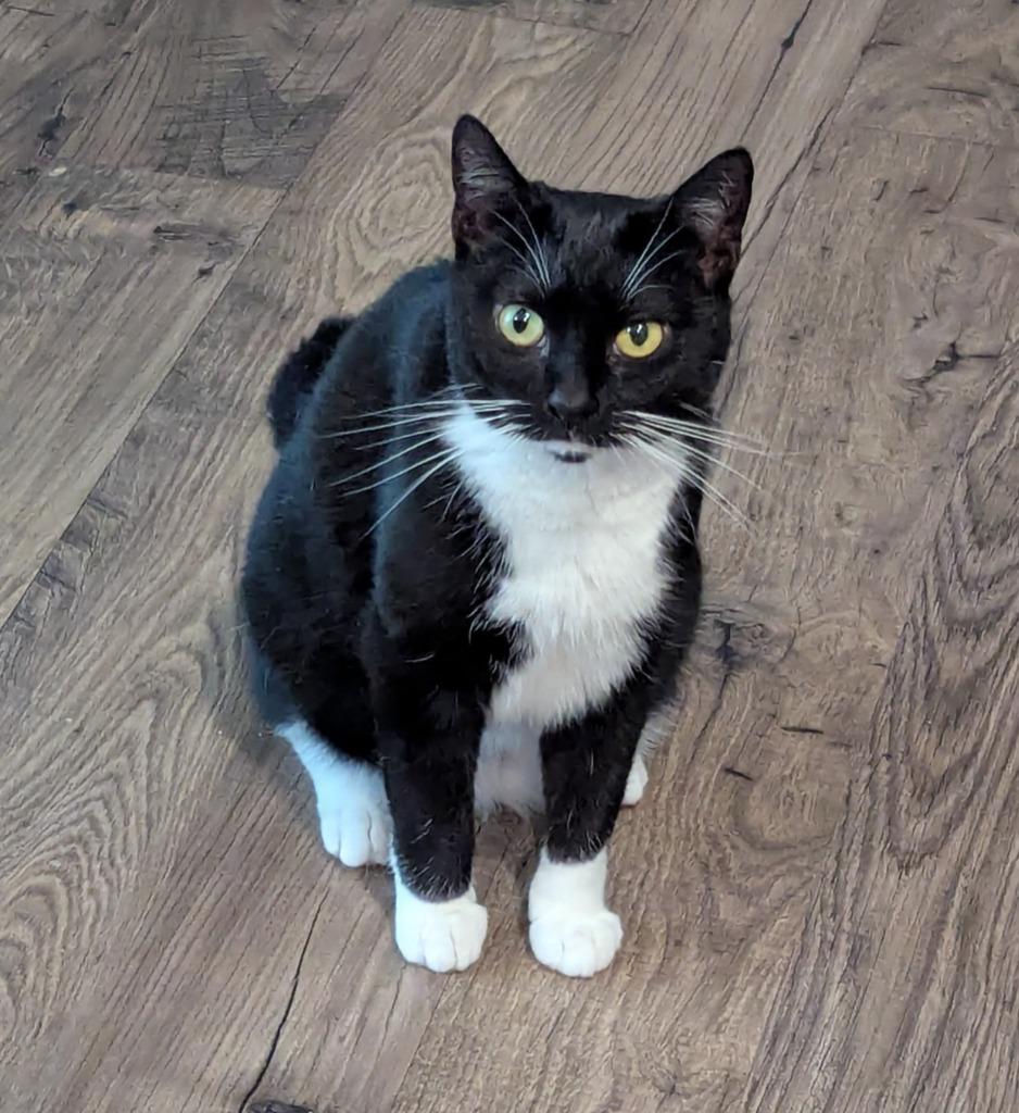 Meghan Grace25, Adoptable, Young Female Domestic Short Hair.