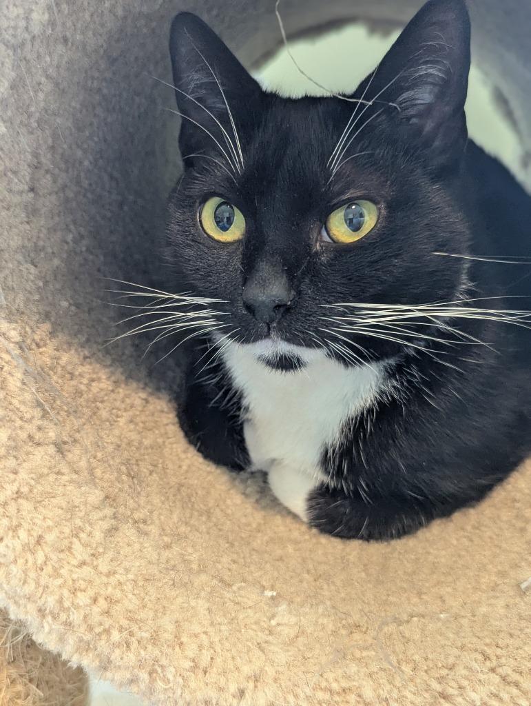 Enlarge Meghan Grace25, a Adoptable mixed breed in Wake Forest, NC image 2/5