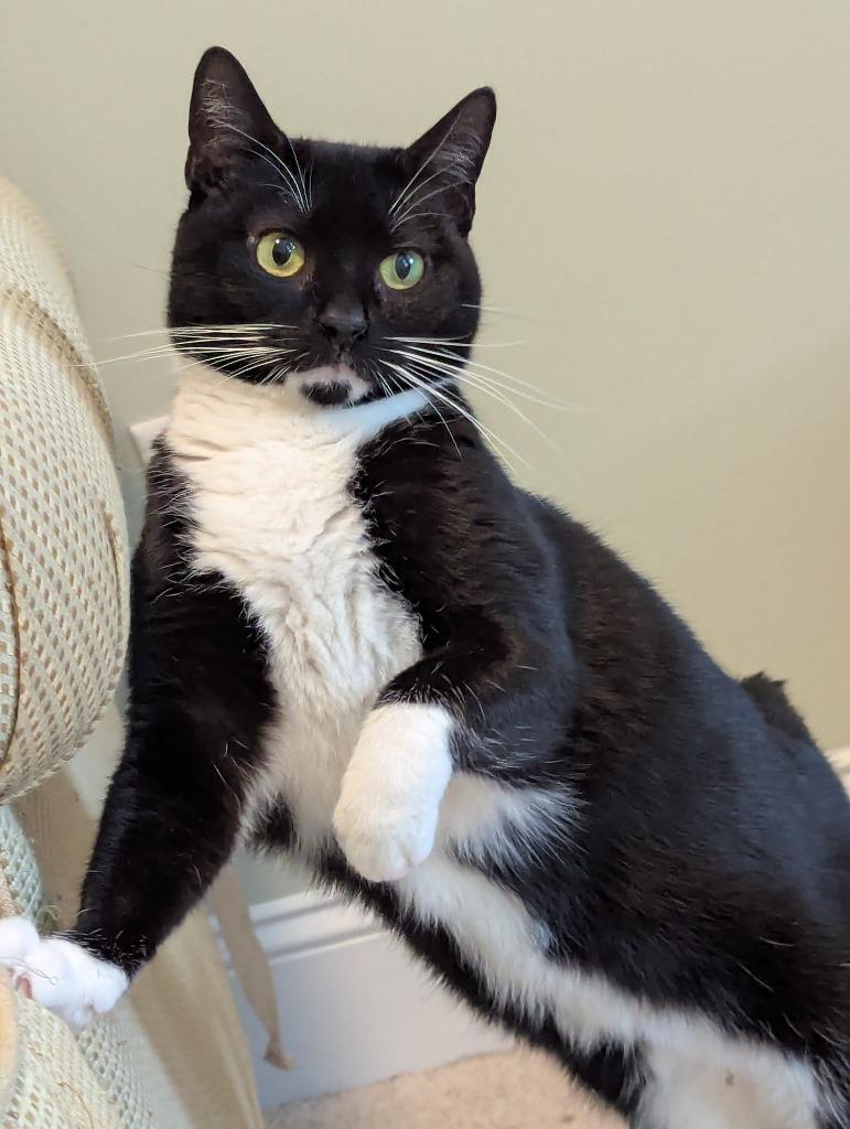 Enlarge Meghan Grace25, a Adoptable mixed breed in Wake Forest, NC image 3/5