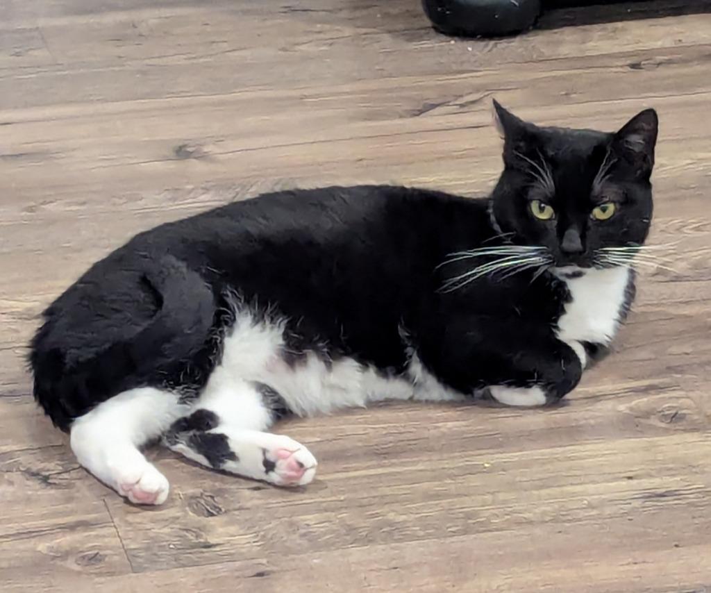 Enlarge Meghan Grace25, a Adoptable mixed breed in Wake Forest, NC image 4/5