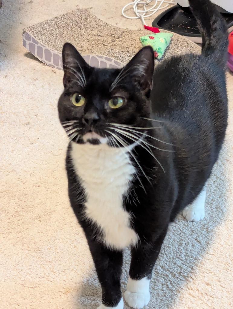 Enlarge Meghan Grace25, a Adoptable mixed breed in Wake Forest, NC image 5/5