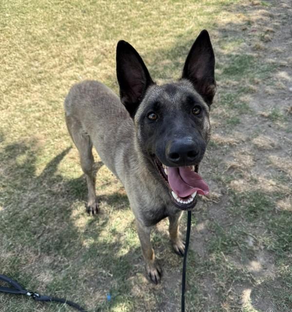 Ryder, Adoptable, Adult Male Belgian Shepherd / Malinois.