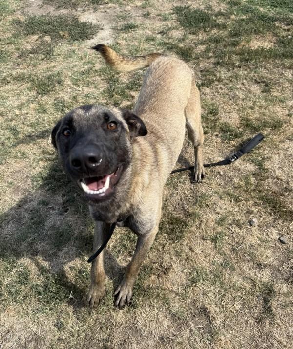 Enlarge Ryder, a Adoptable mixed breed in Tulare, CA image 2/6