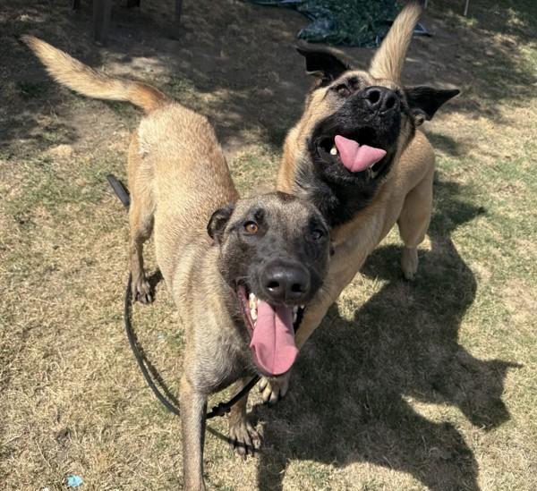 Enlarge Ryder, a Adoptable mixed breed in Tulare, CA image 3/6