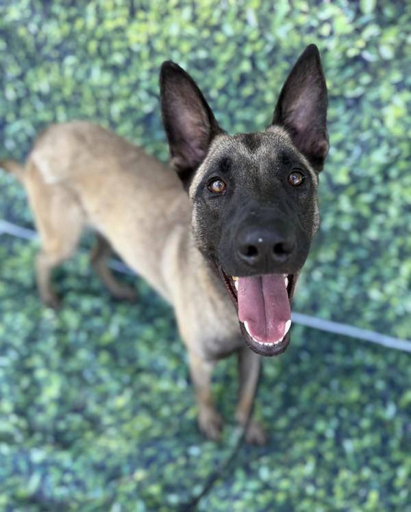 Enlarge Ryder, a Adoptable mixed breed in Tulare, CA image 4/6