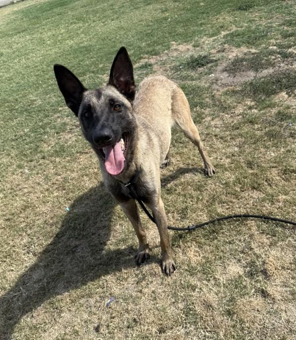 Enlarge Ryder, a Adoptable mixed breed in Tulare, CA image 5/6