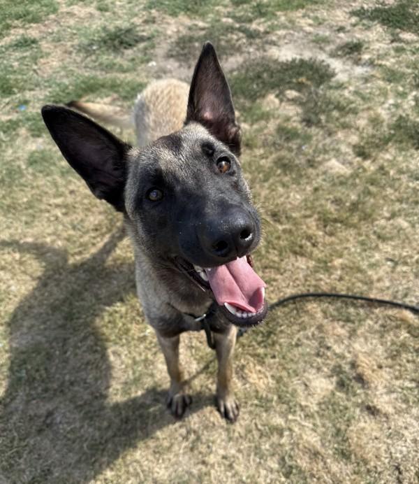 Enlarge Ryder, a Adoptable mixed breed in Tulare, CA image 6/6