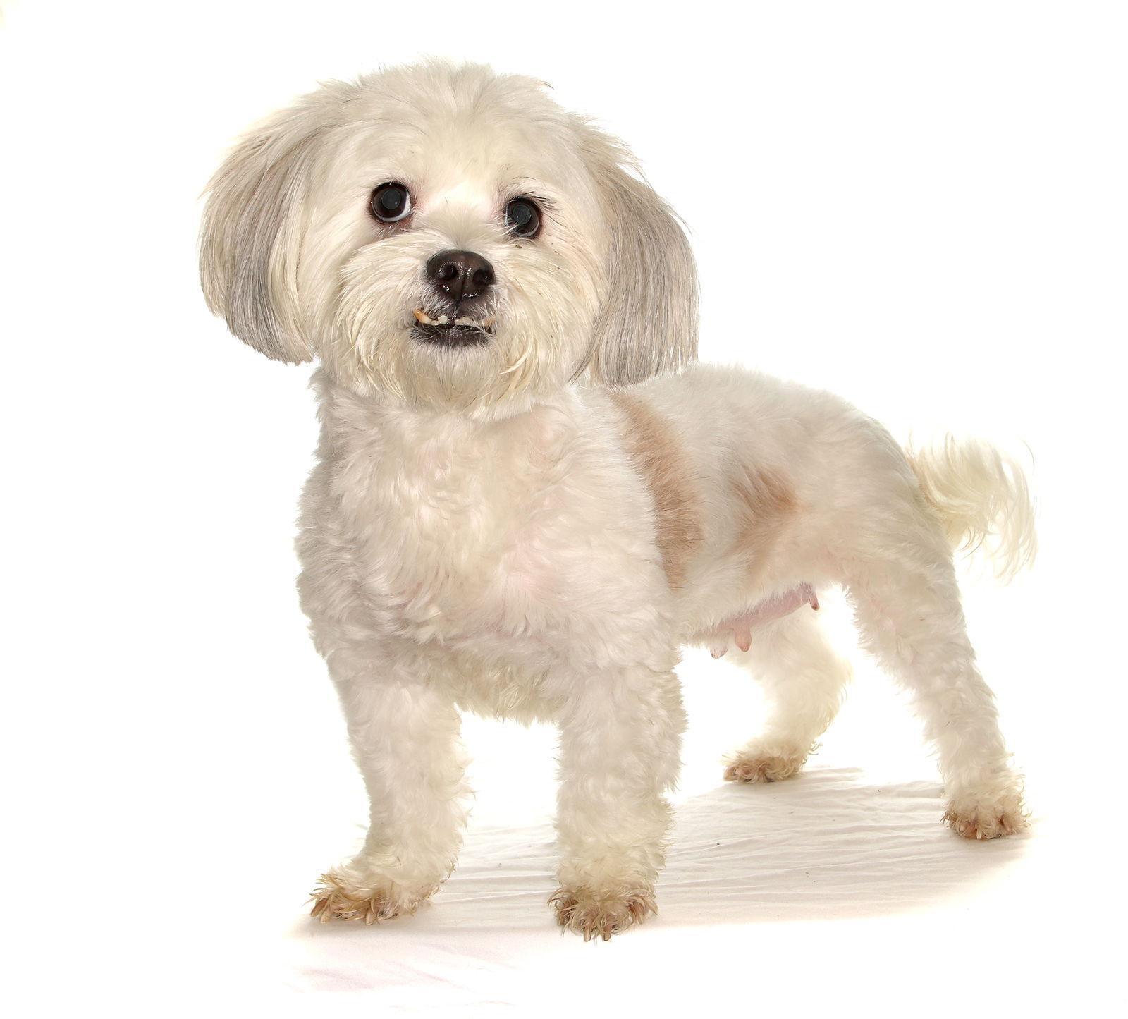 Princess, Adopted, Adult Female Maltese & Poodle.