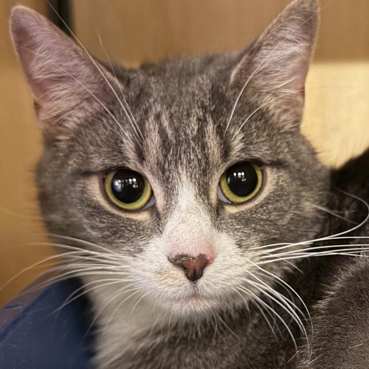 Enlarge Anna, a Adoptable mixed breed in New York, NY image 3/3