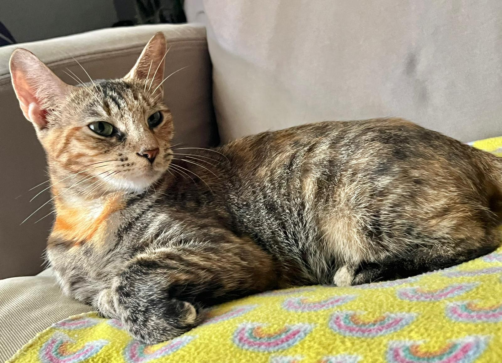Thiriel is a beautiful eight week old female kitty She will make a wonderful addition to any home 