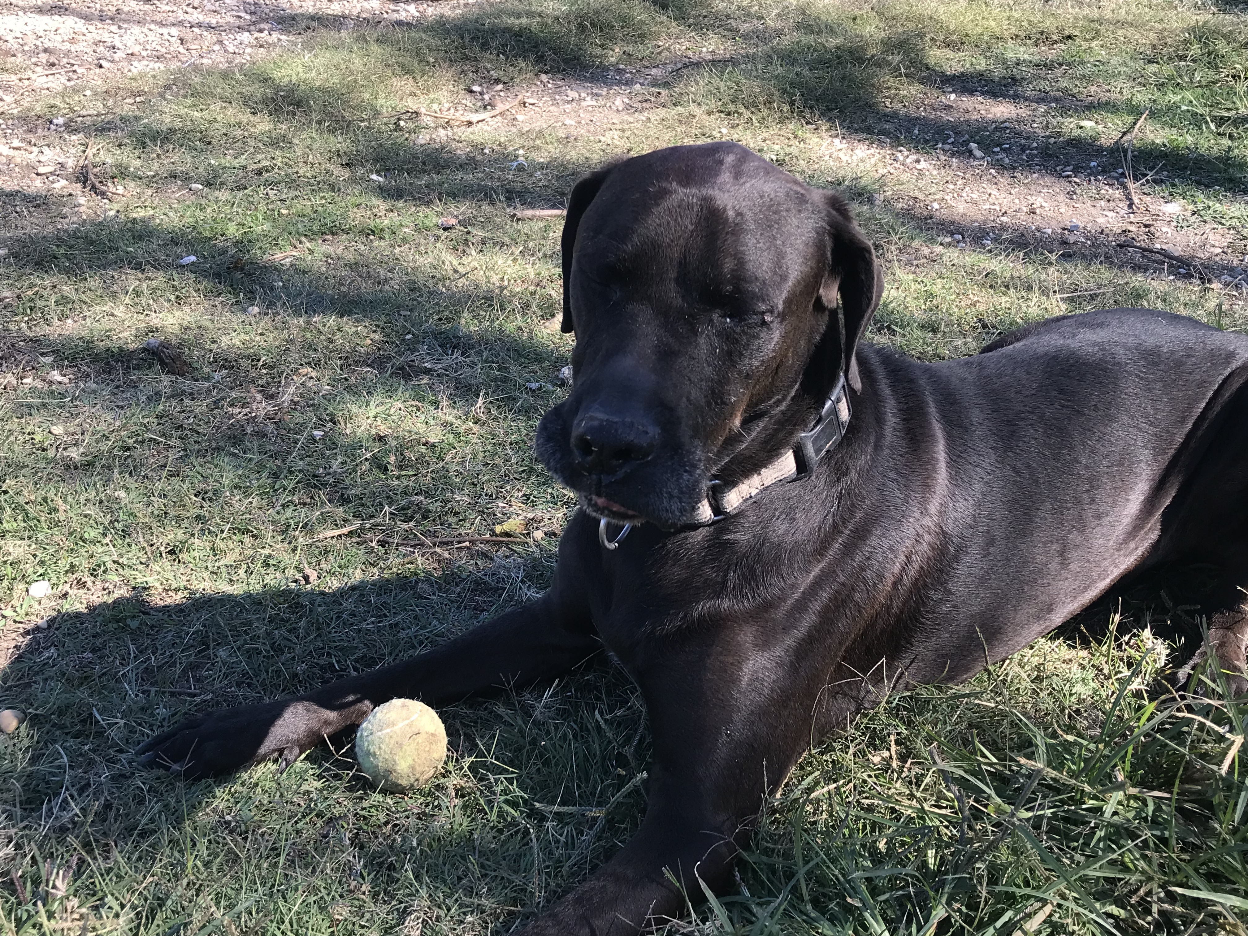 Boomer, a Adoptable Chocolate Labrador Retriever in Rockdale, TX image 1/12