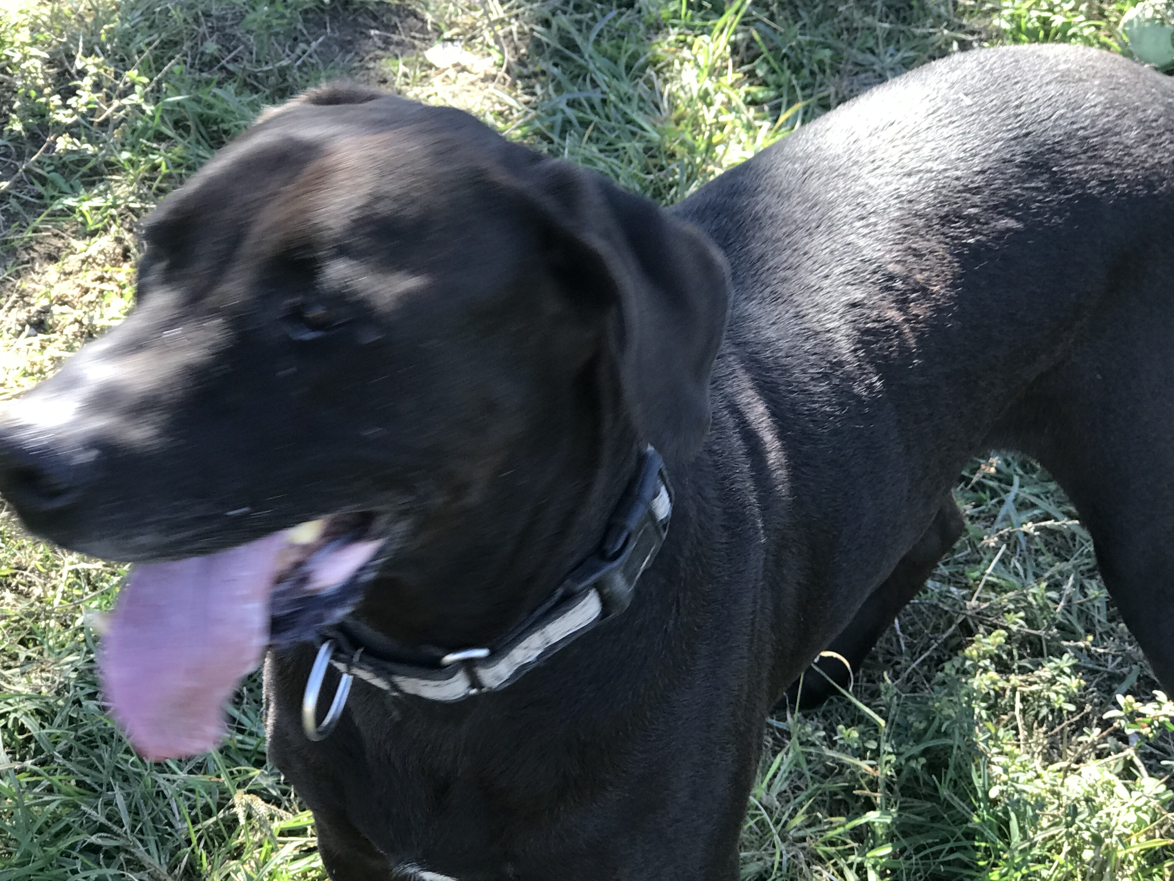 Boomer, a Adoptable Chocolate Labrador Retriever in Rockdale, TX image 2/12