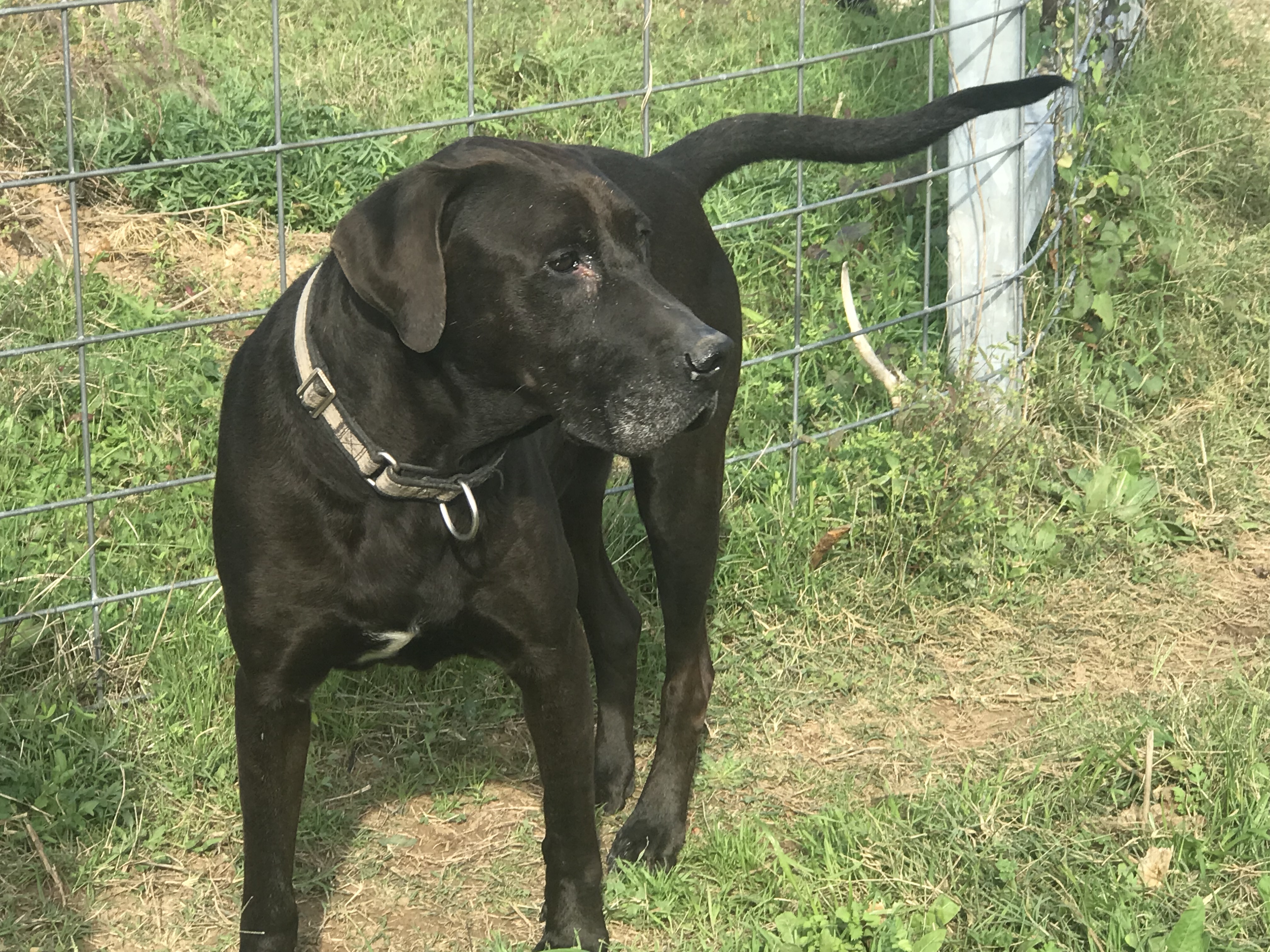 Boomer, a Adoptable Chocolate Labrador Retriever in Rockdale, TX image 3/12